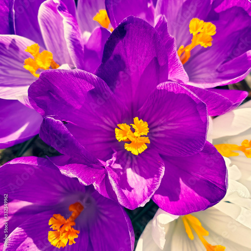 Lila Crocus flower. Spring background with Flowering violet Crocuses flowers in Early Spring.