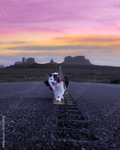 Canvas Print Beautiful cat walking along the road to Monument Valley in Arizona & Utah border during summer time with pink, orange sunset views in portrait landscape, travelling with pets, cats