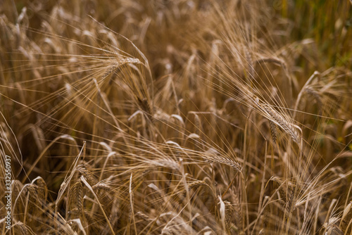 wheat field springtime