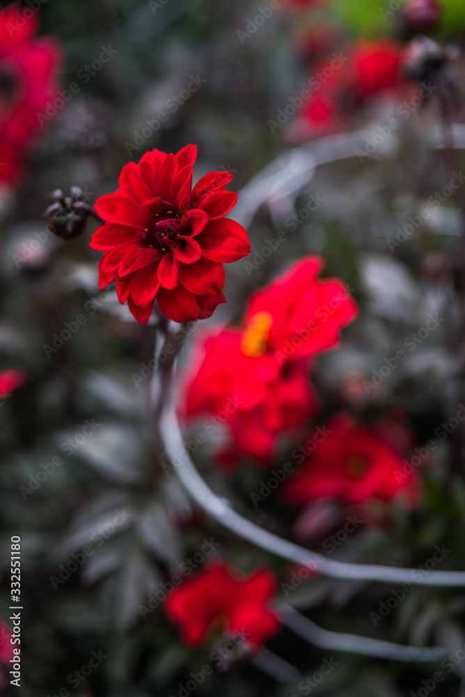 Flower detail botanic garden Dublin