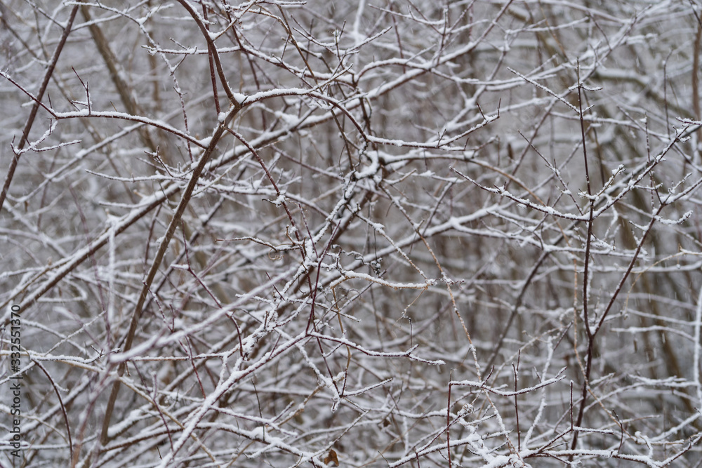 Fototapeta premium Branches with snow
