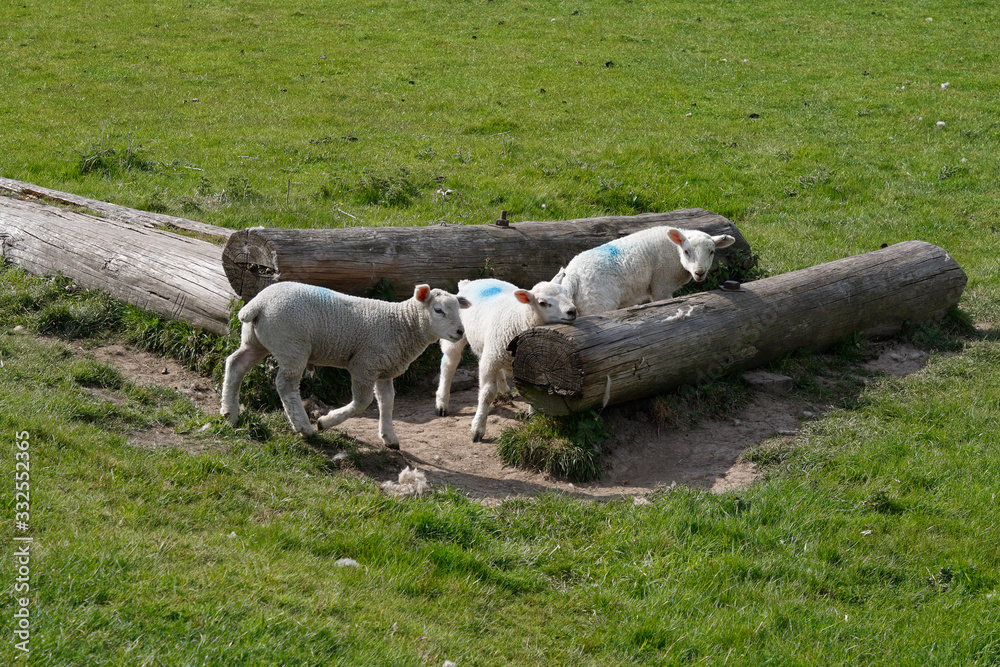 Fototapeta premium Lambs playing in a field