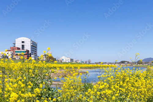 遠賀川河川敷の菜の花 福岡県直方市