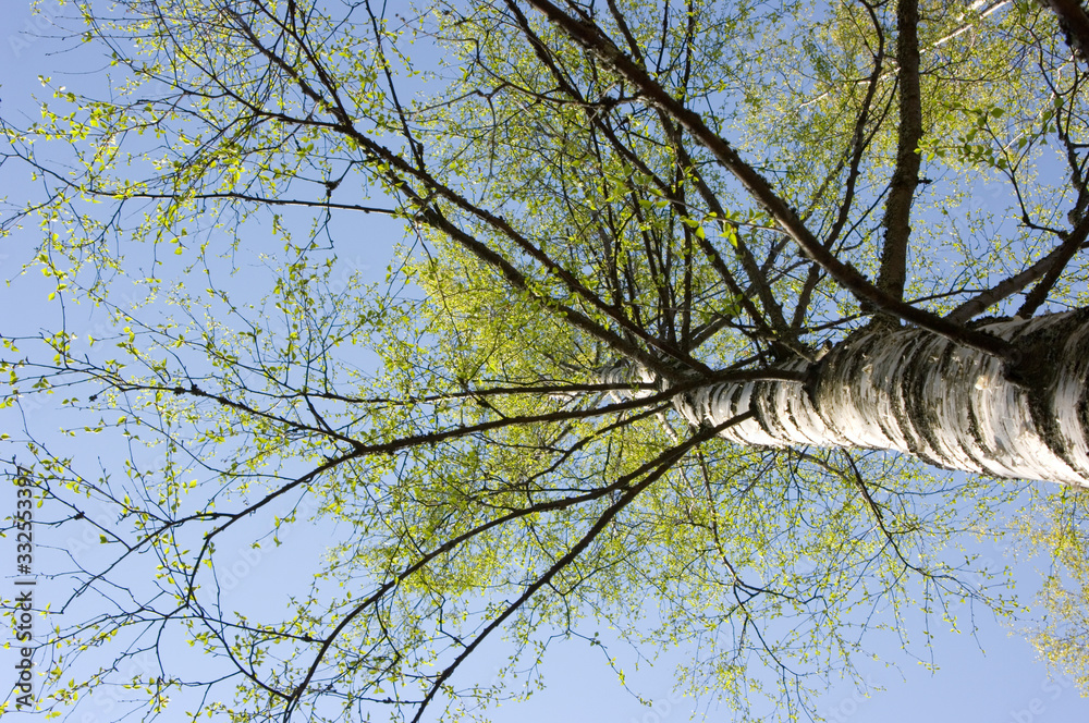 Fototapeta premium birch