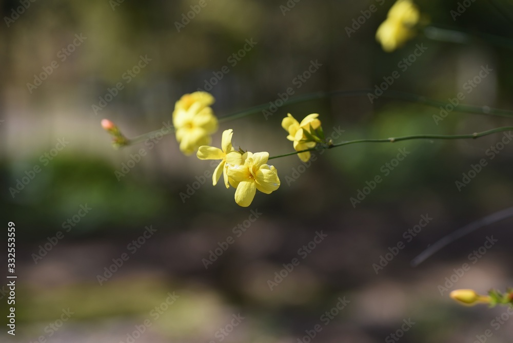 Winter jasmine flowers (Jasninum nudiflorum) Winter jasmine flowers (Jasninum nudiflorum)
