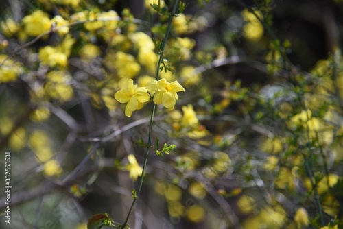 Winter jasmine flowers (Jasninum nudiflorum)