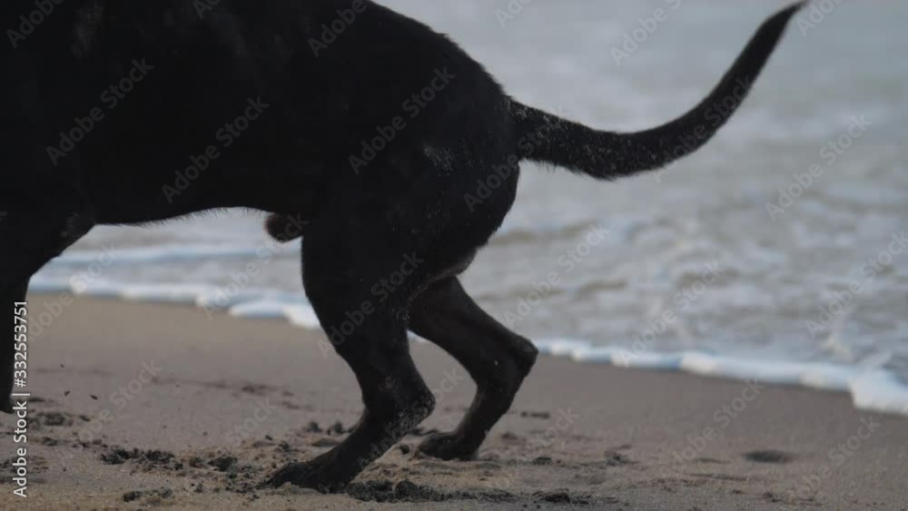 yard black dog sits on sand beach and washes against coming ocean waves closeup slow motion. Concept local animal environment