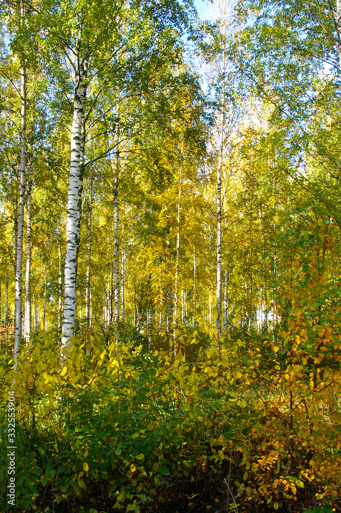 Obraz premium autumn colors