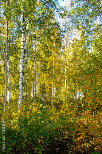 Fototapeta Naklejka Na Ścianę i Meble -  autumn colors