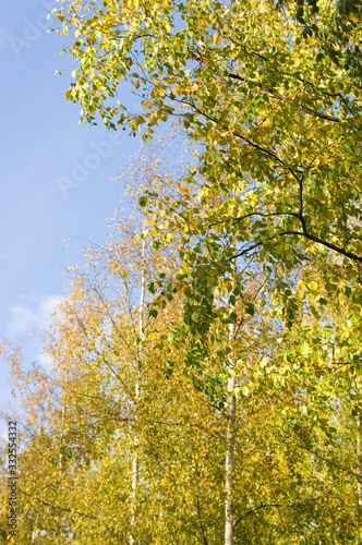 Fototapeta Naklejka Na Ścianę i Meble -  autumn colors