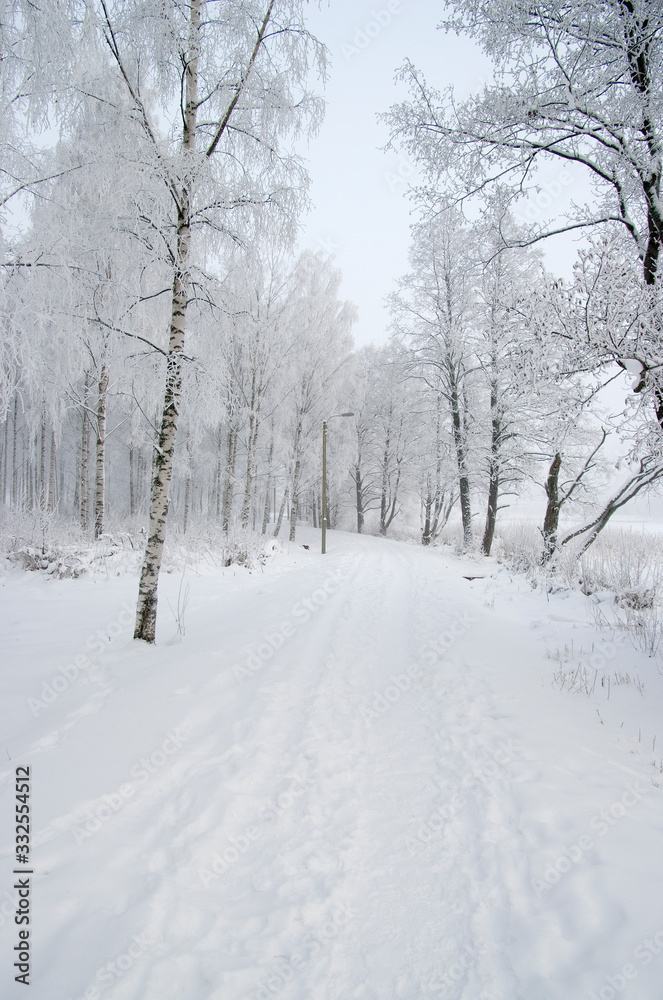 road in winter forest road in winter forest