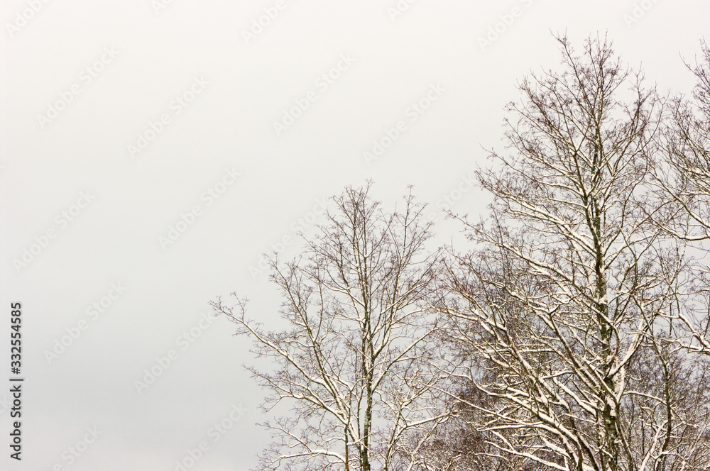 tree in winter tree in winter