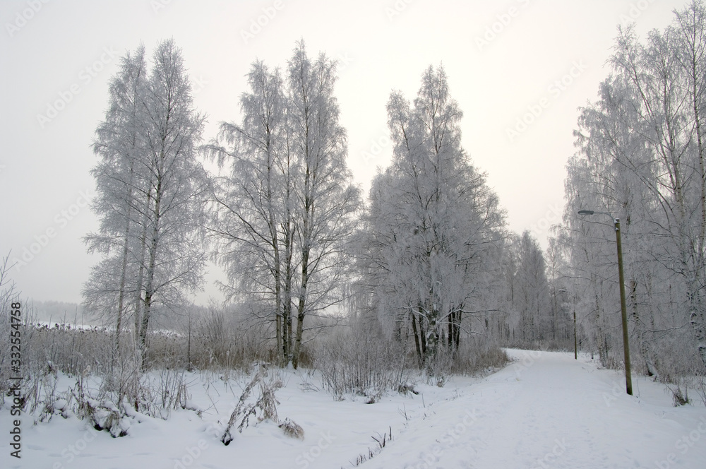 forest in winter