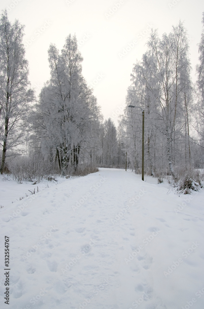 road in winter forest