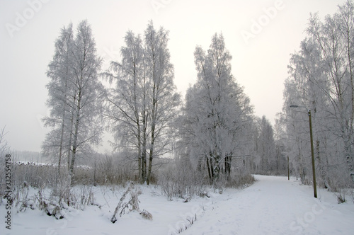 forest in winter © Markus Kauppinen