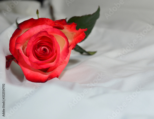 Blended rose  © Dayanara