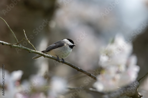 Black-capped Chickadee Perched in a Flowering Cherry Tree