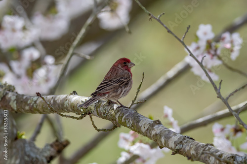 Male House Finch Perched in a Flowering Cherry Tree © Daniel G. Haas