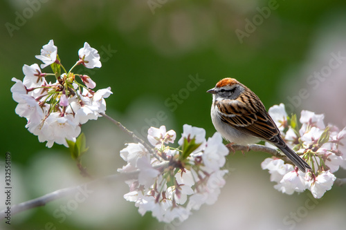 Chipping Sparrow Perched in a Flowering Cherry Tree