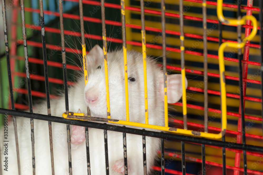 Obraz premium white domestic rat in a cage