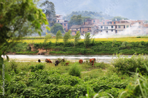 A herd of cattle and horses grazing in the meadow photo