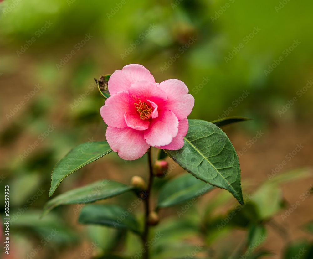 Pink Soul Pink Soul