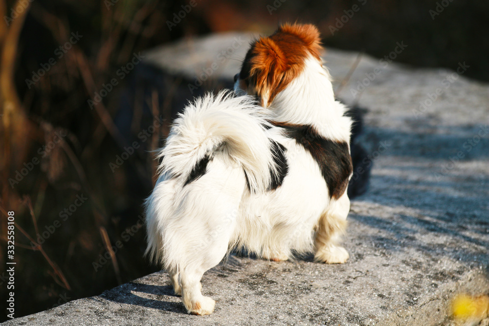 Obraz premium A dog playing alone in a field