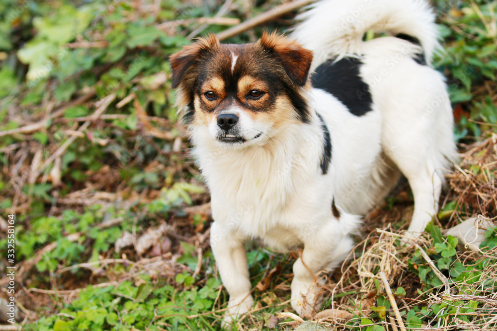 A dog playing alone in a field