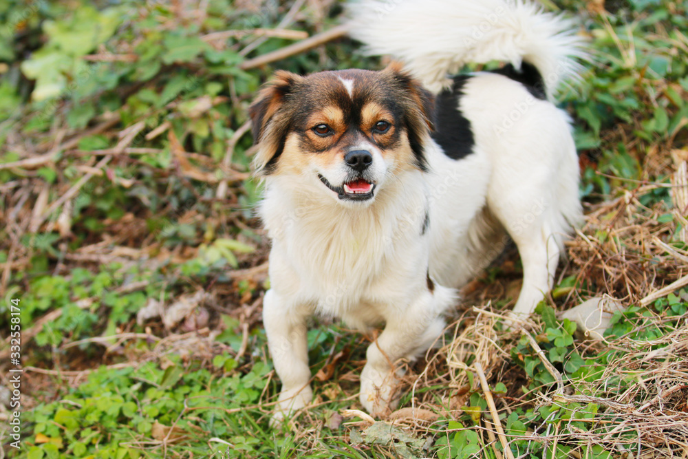 A dog playing alone in a field