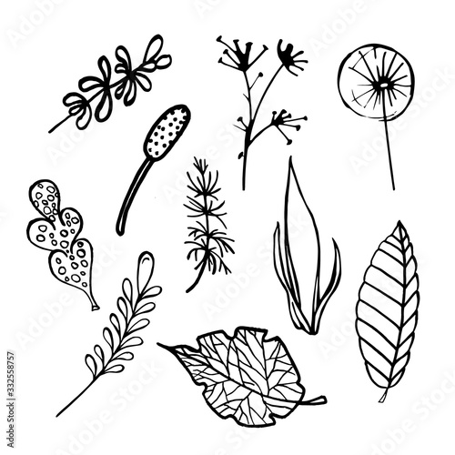 ..large botanical set. Hand-drawn leaves. isolated grass on a white background. vector stroke illustration