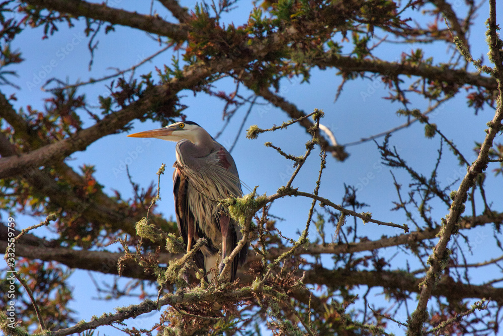 Great blue heron hunting for it's next meal at a pond in Monterey, CA. Great blue heron hunting for it's next meal at a pond in Monterey, CA.