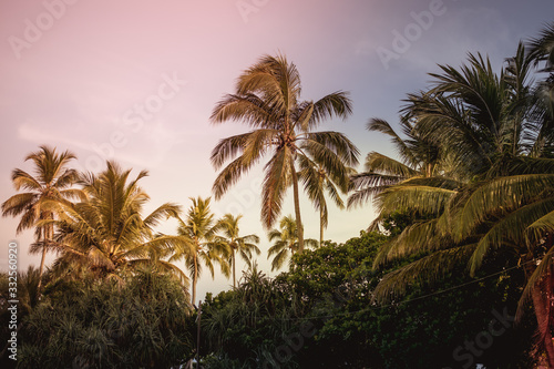 View of palm trees against the sky and sun flare. Tropical background at the resort