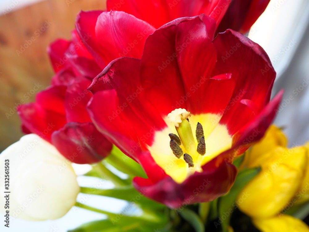 blooming blooming bud of red and yellow tulip blooming blooming bud of red and yellow tulip