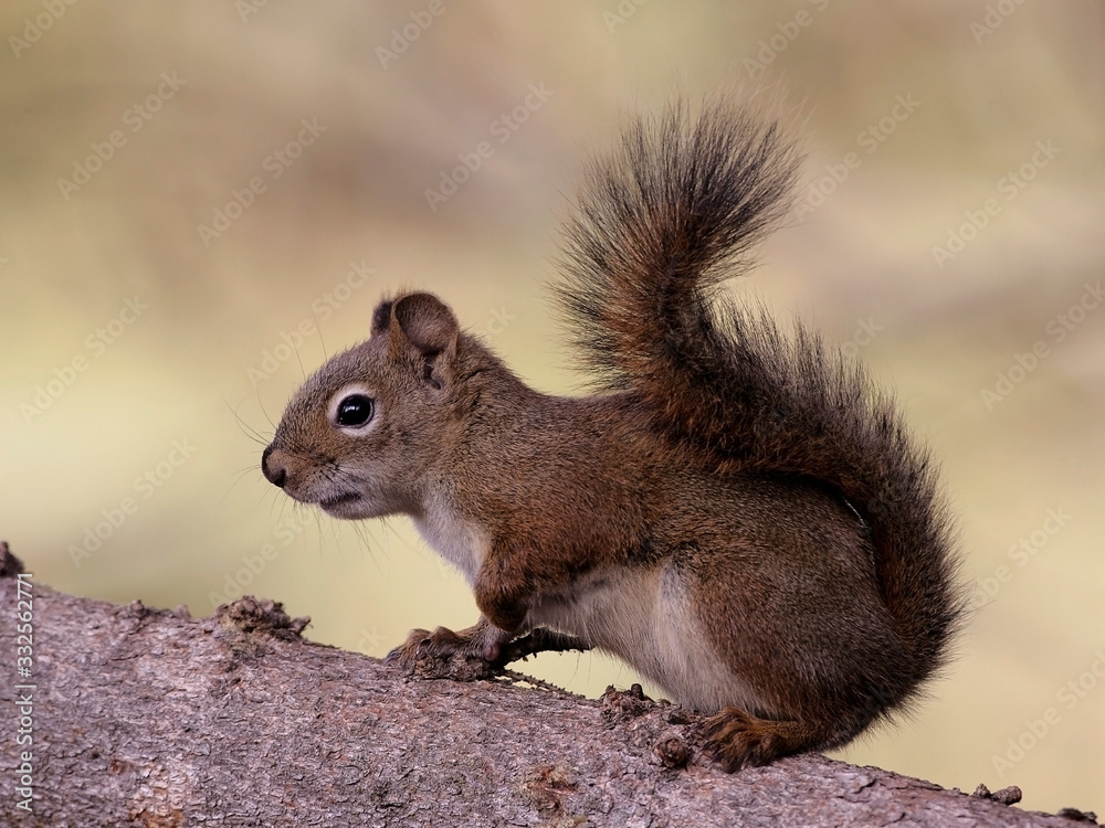 Curious Squirrel on tree branch portrait Curious Squirrel on tree branch portrait
