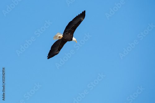 Bald Eagle flying  soaring in blue sky.