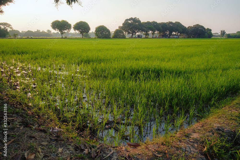 Obraz premium Rice Field