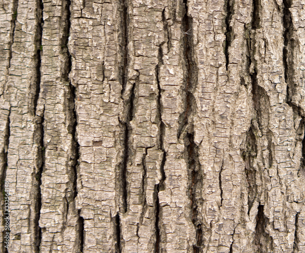 Texture of tree bark in the park Texture of tree bark in the park