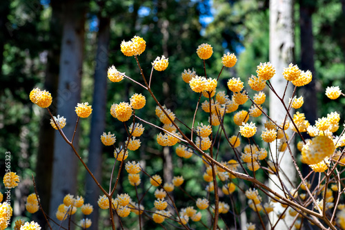 Gregarious oriental paperbush (Edgeworthia chrysantha) in Japanese ceder forest in Japan photo