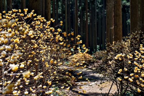Gregarious oriental paperbush (Edgeworthia chrysantha) in Japanese ceder forest in Japan
