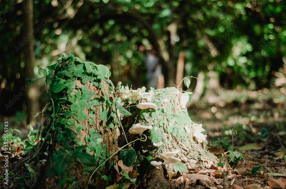 Obraz premium Forest Trunk 