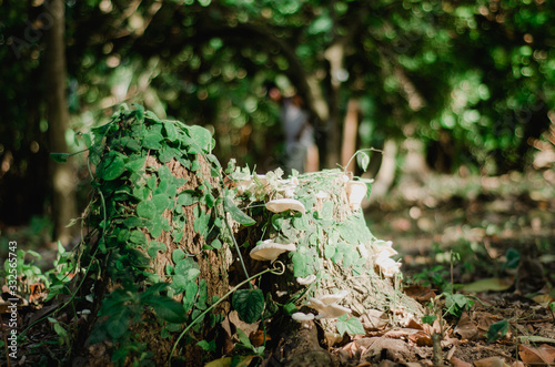 Forest Trunk 