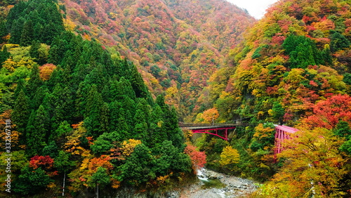 Beautiful view of yamabiko red bridges and mountain river to travel in the train to Kurobe gorge during the Autumn Season, Toyama, Japan ,Leaves color change. photo