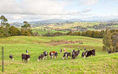 Cow Herd in New Zealand
