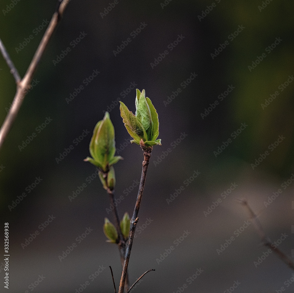 Green new buds on branch in spring season Green new buds on branch in spring season
