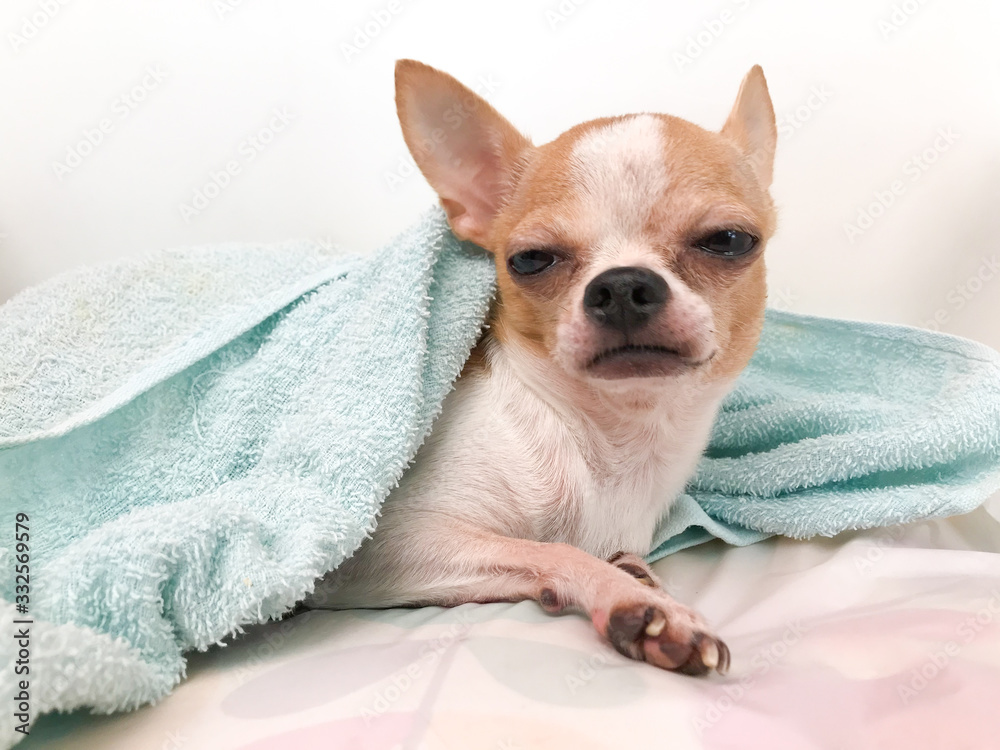 Closeup portrait of small mini chihuahua dog, puppy in blanket, sleepy dog, white and red little dog, sleepy dog.	