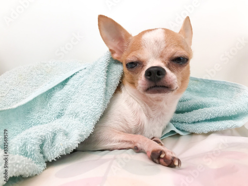 Closeup portrait of small mini chihuahua dog, puppy in blanket, sleepy dog, white and red little dog, sleepy dog. 