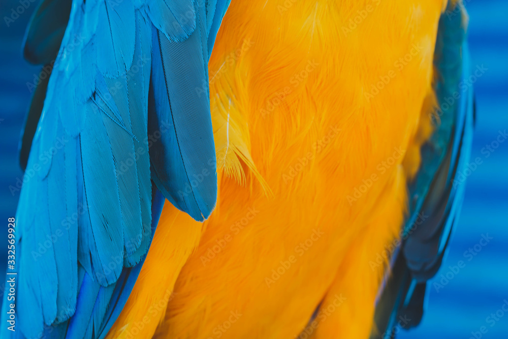 Obraz premium Parrot feathers yellow and blue exotic texture