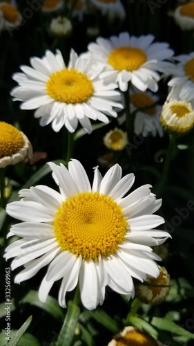 daisies on green background