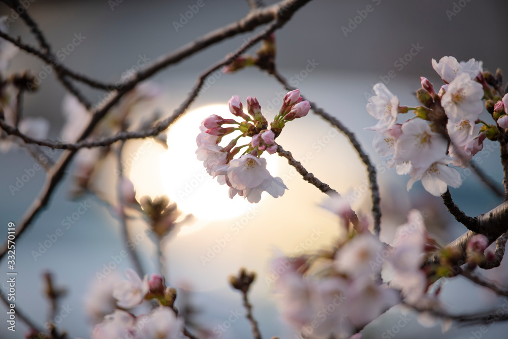 Cherry Blossoms　sakura tree