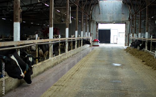 Fotografie Cows on a livestock farm